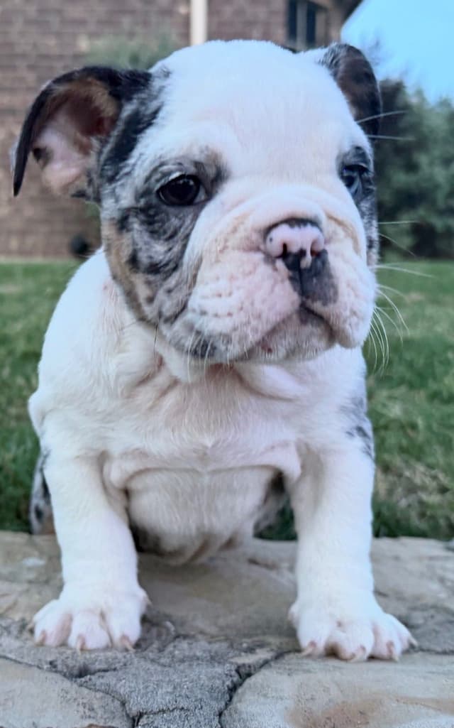 AKC Bulldog Puppies media 15
