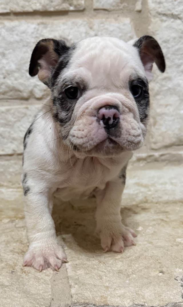 AKC Bulldog Puppies media 16