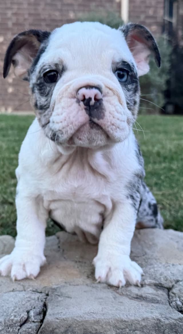 AKC Bulldog Puppies media 17