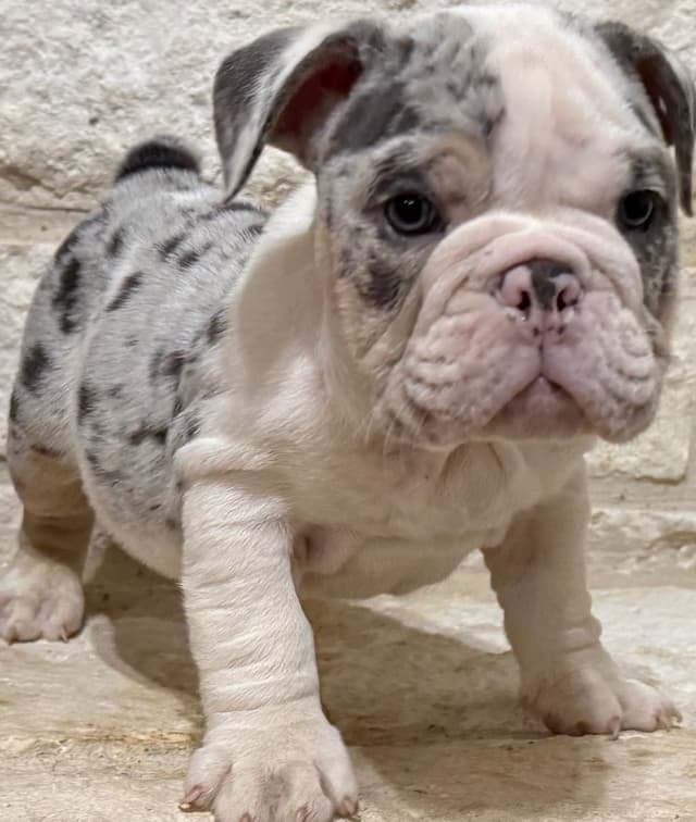 AKC Bulldog Puppies media 11