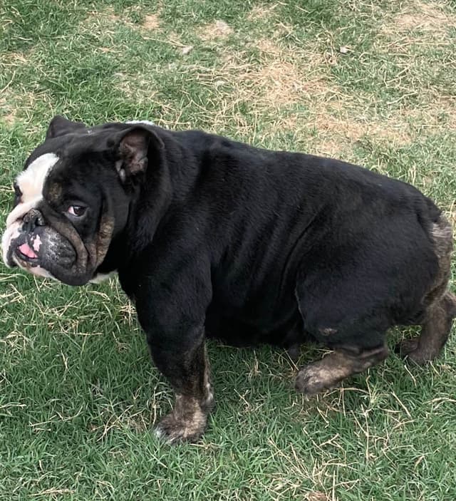 AKC Bulldog Puppies media 19