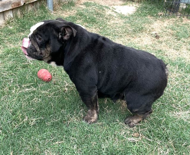 AKC Bulldog Puppies media 20
