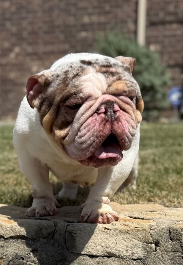 AKC Bulldog Puppies media 21