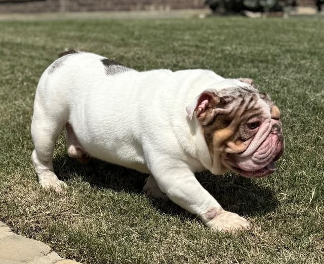 AKC Bulldog Puppies media 22