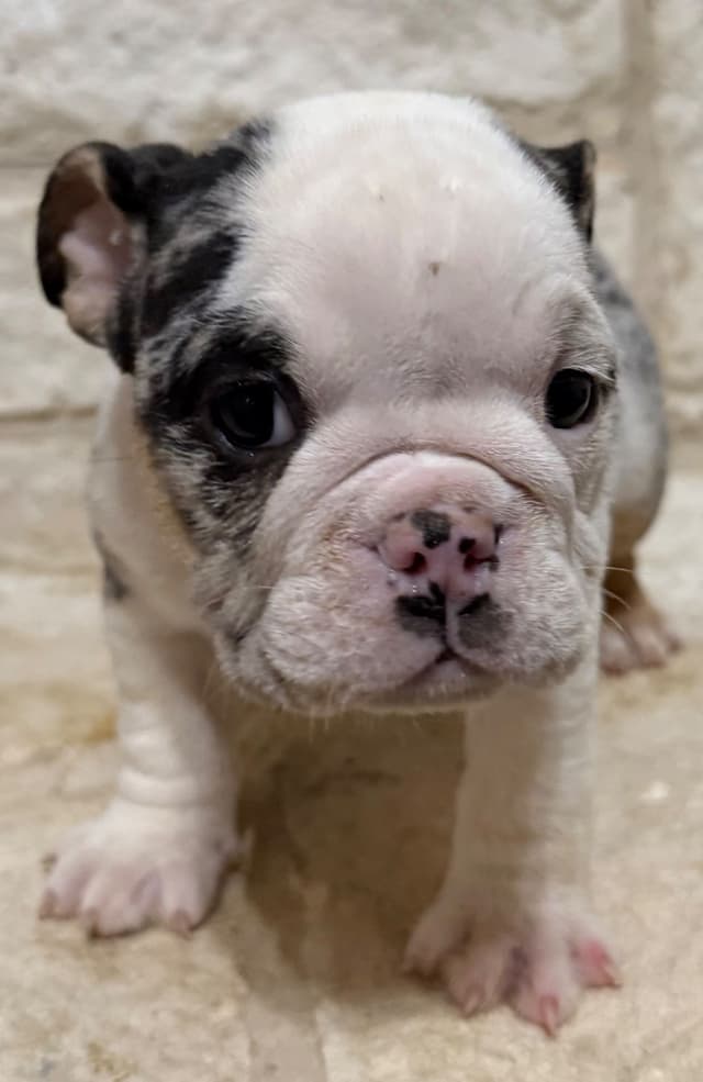 AKC Bulldog Puppies media 23