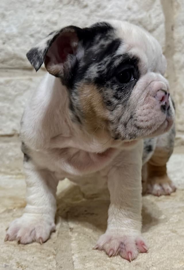 AKC Bulldog Puppies media 24