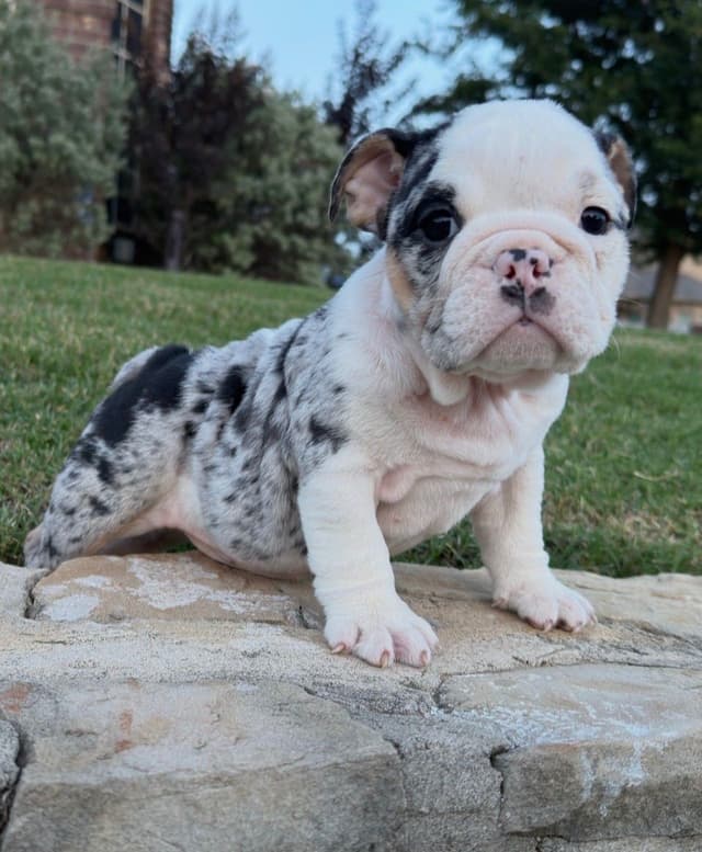 AKC Bulldog Puppies media 25