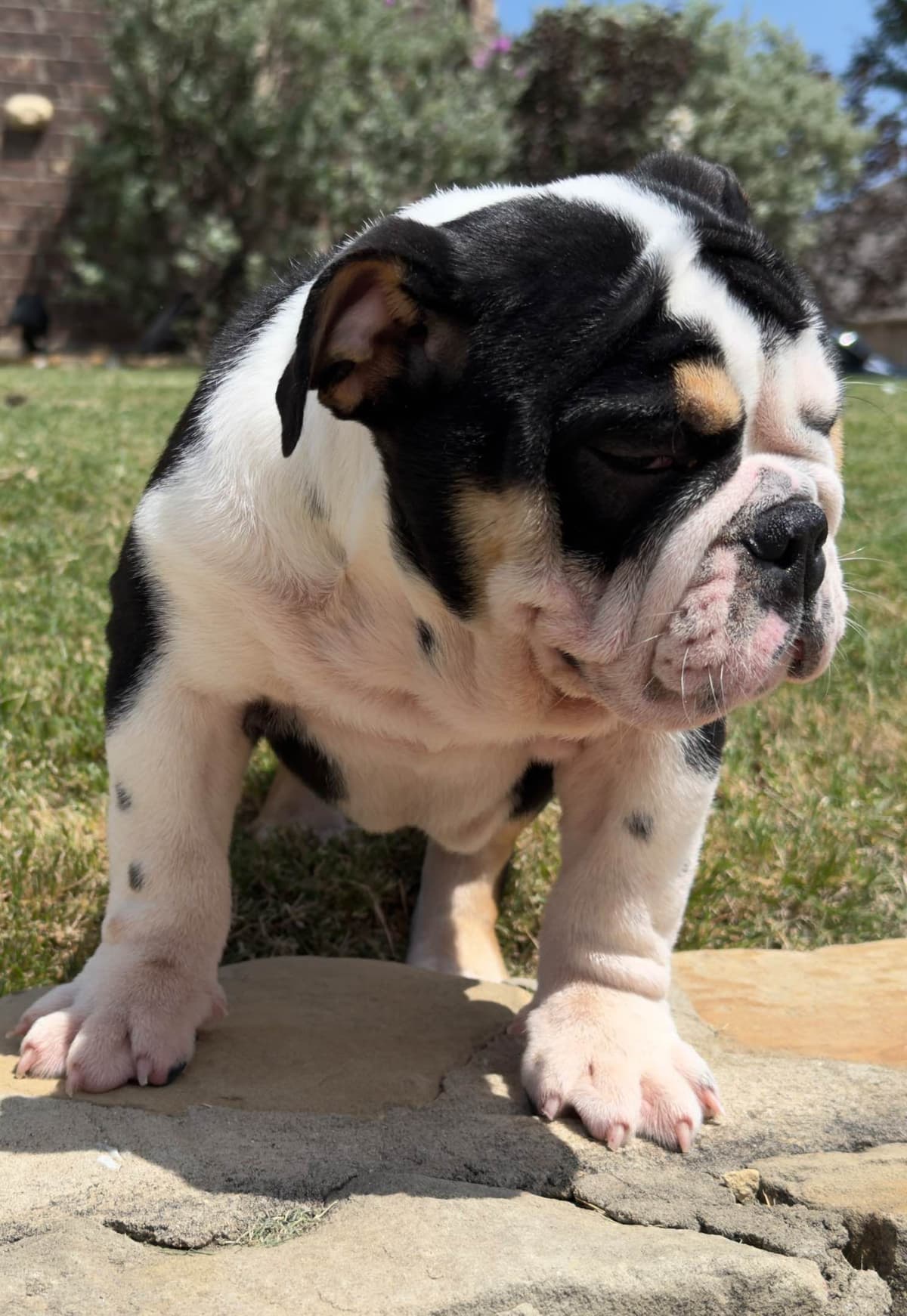 AKC Bulldog Puppies breeder image 2