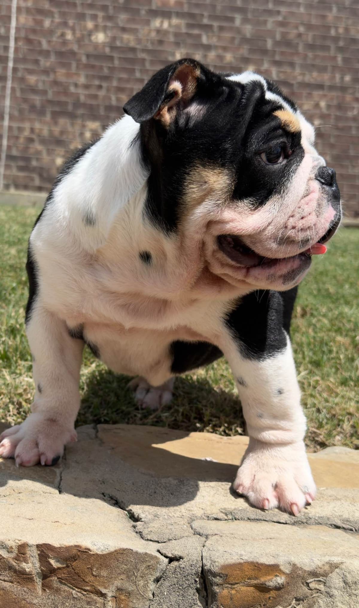 AKC Bulldog Puppies breeder image 4