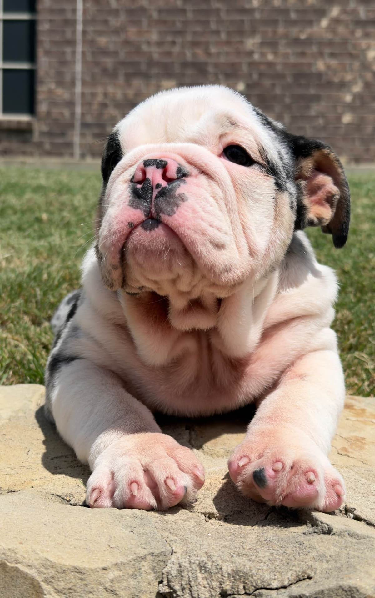 AKC Bulldog Puppies breeder image 5
