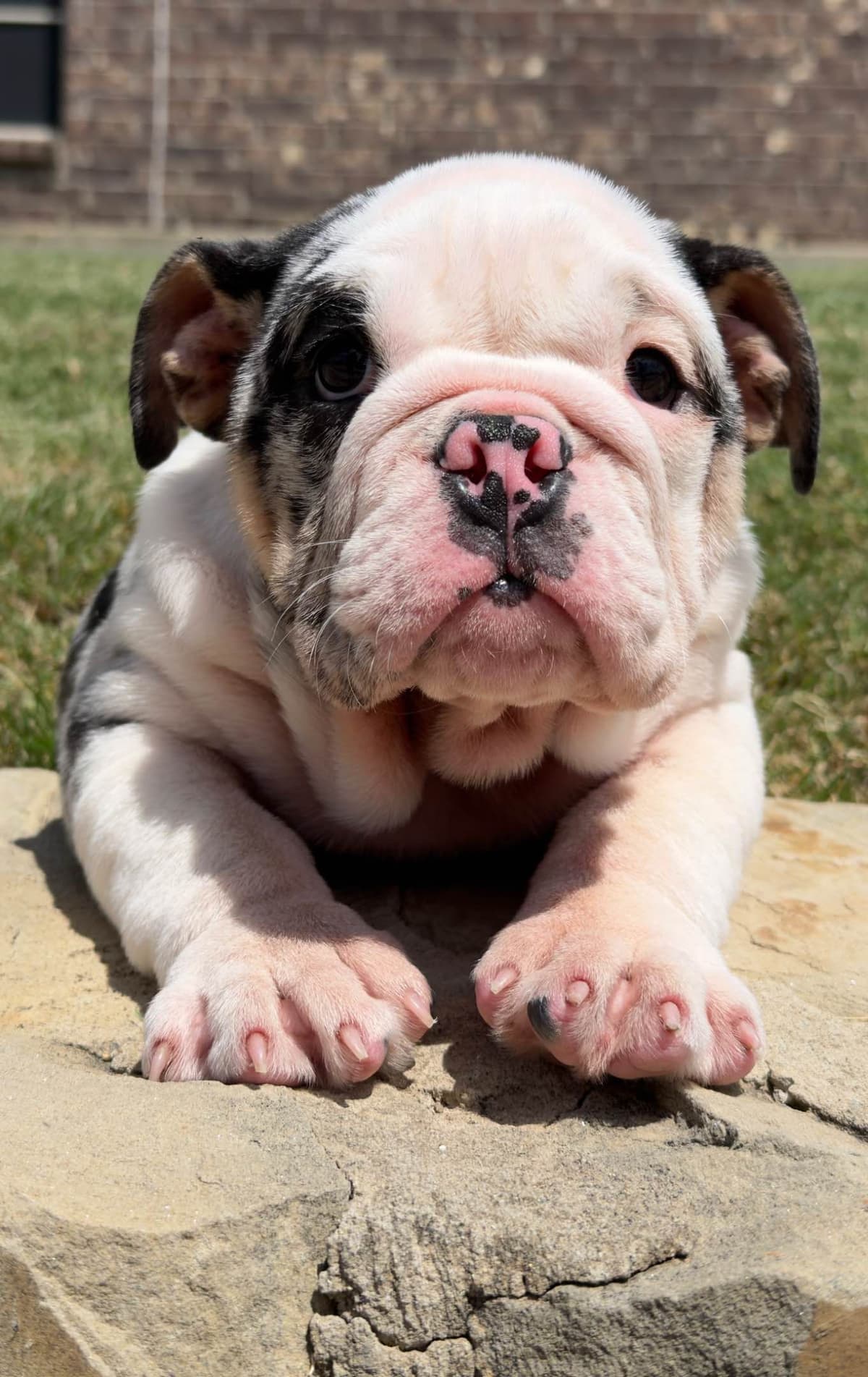 AKC Bulldog Puppies breeder image 6