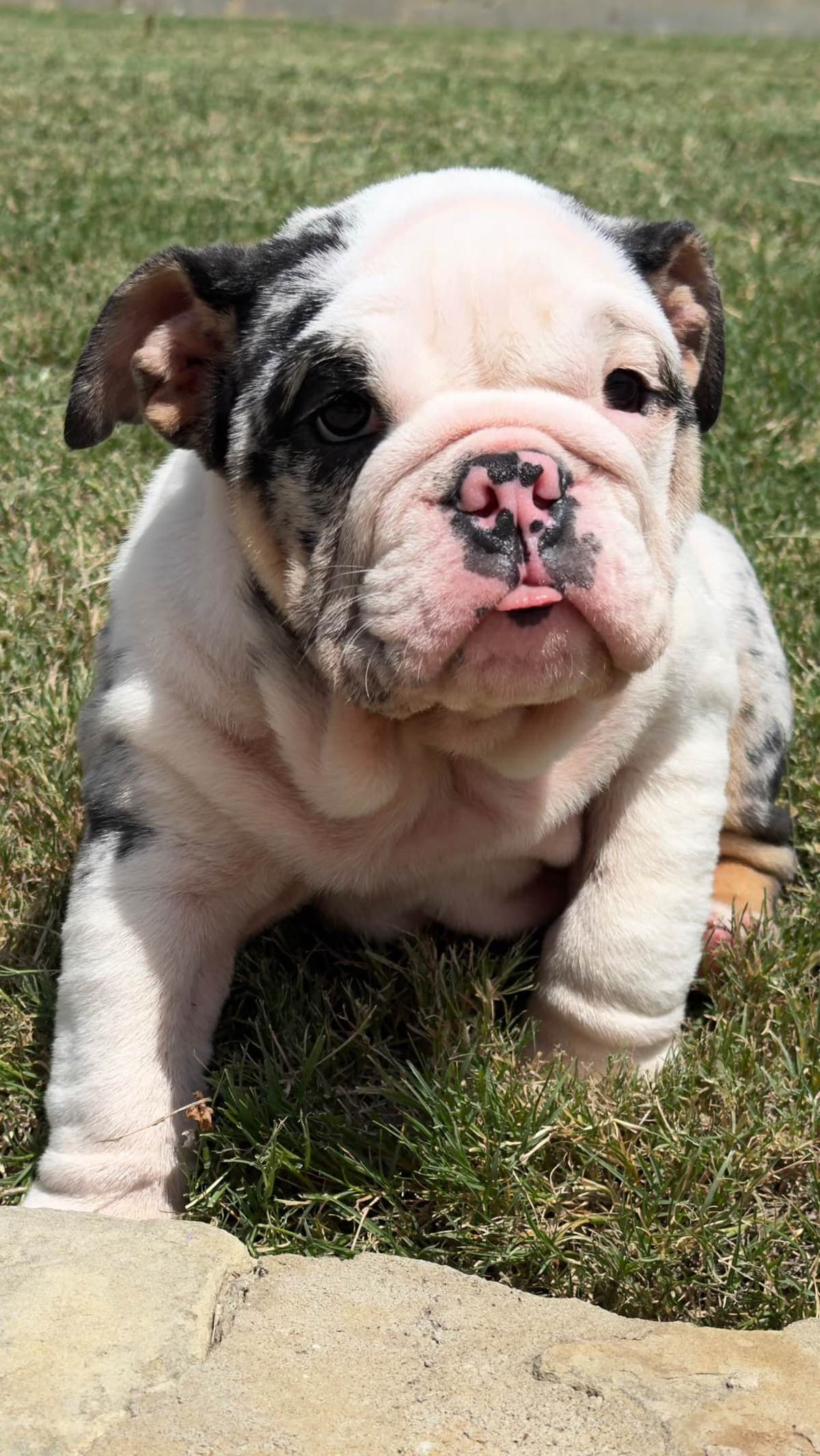 AKC Bulldog Puppies breeder image 7