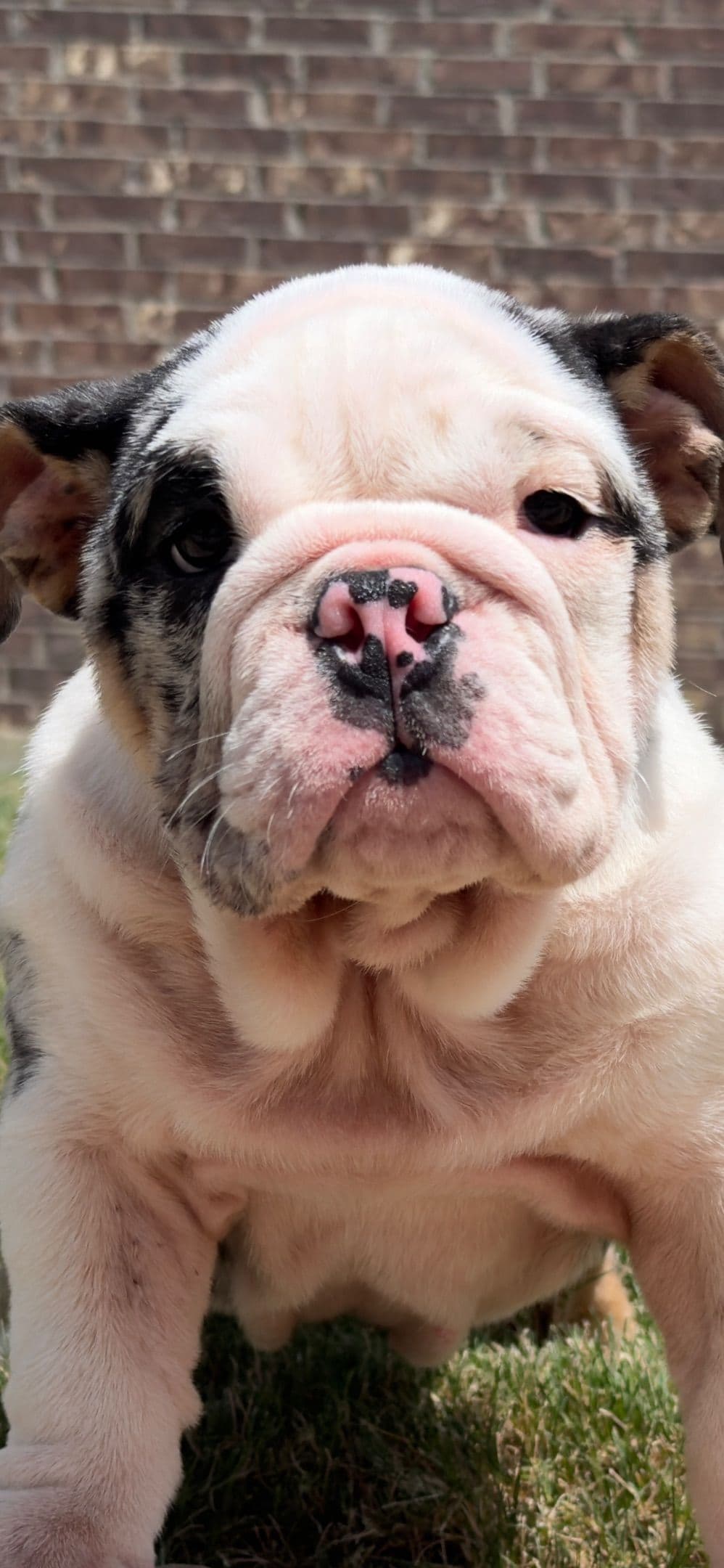 AKC Bulldog Puppies breeder image 8