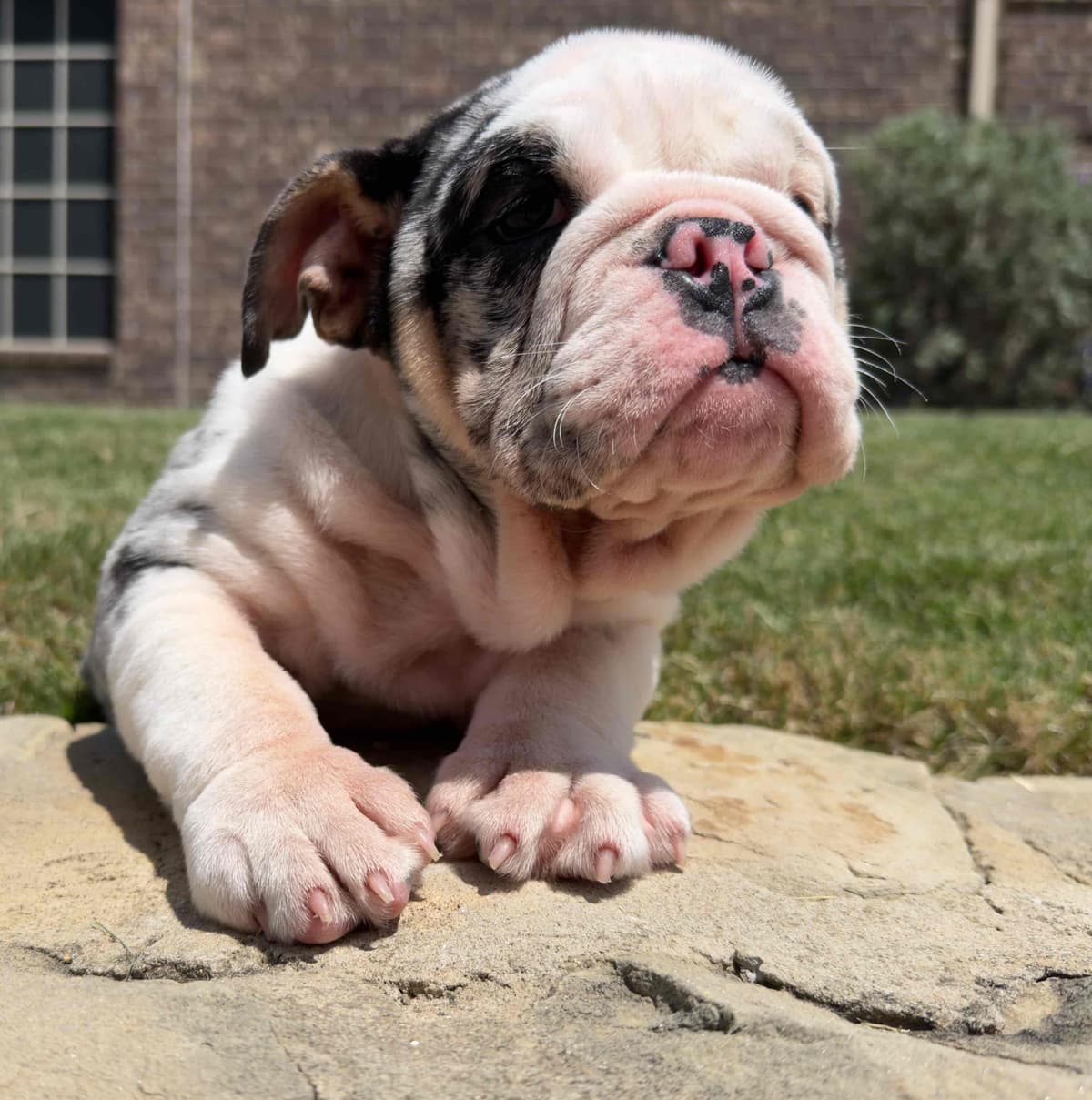 AKC Bulldog Puppies breeder image 9