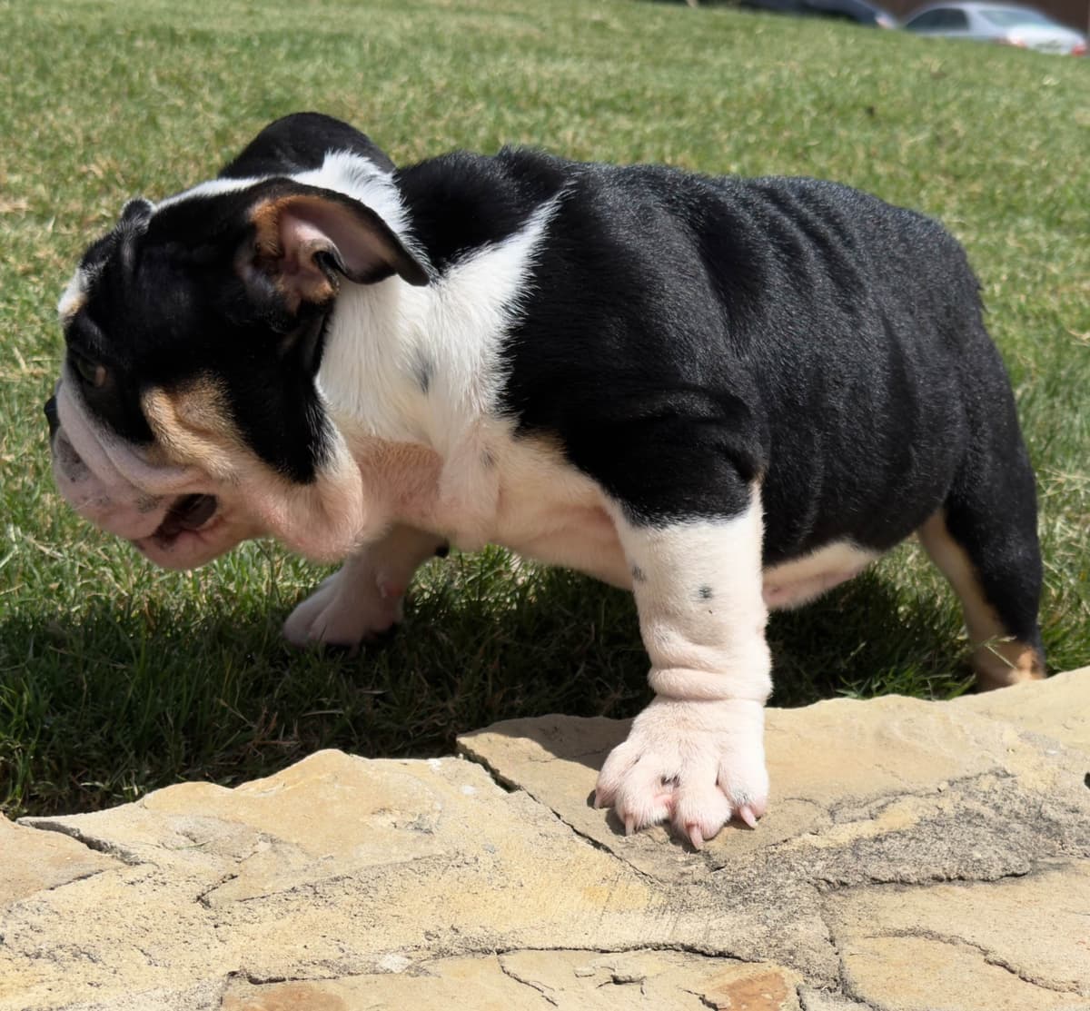AKC Bulldog Puppies breeder image 10