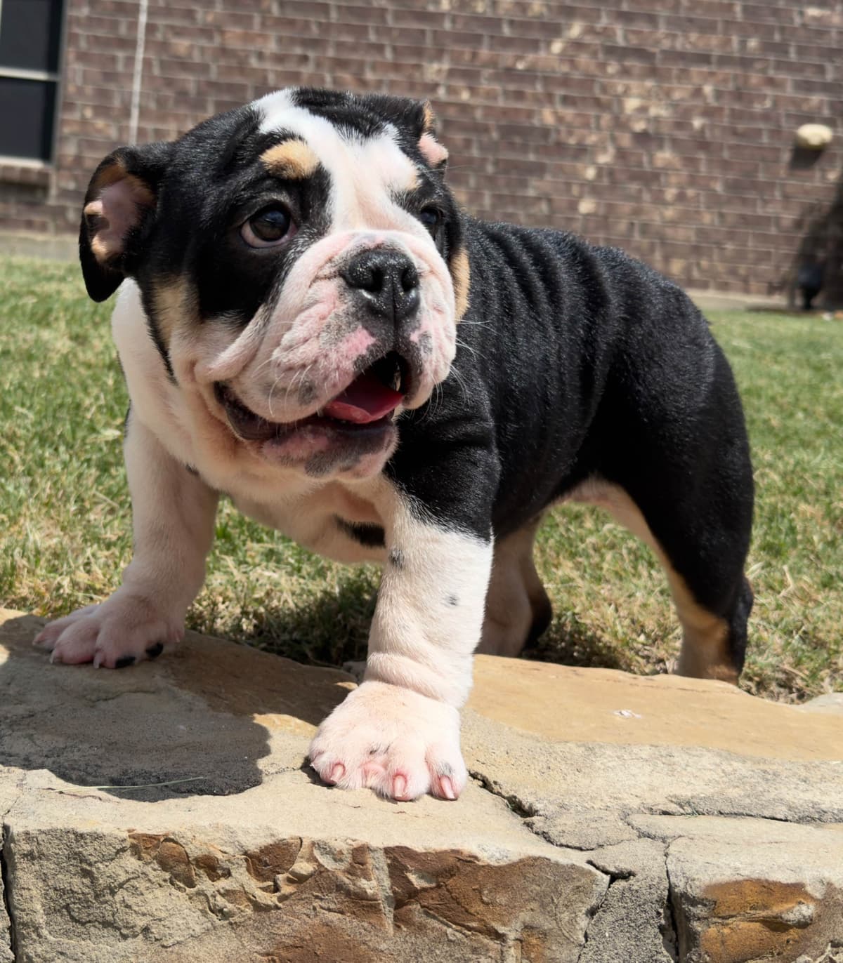 AKC Bulldog Puppies breeder image 11