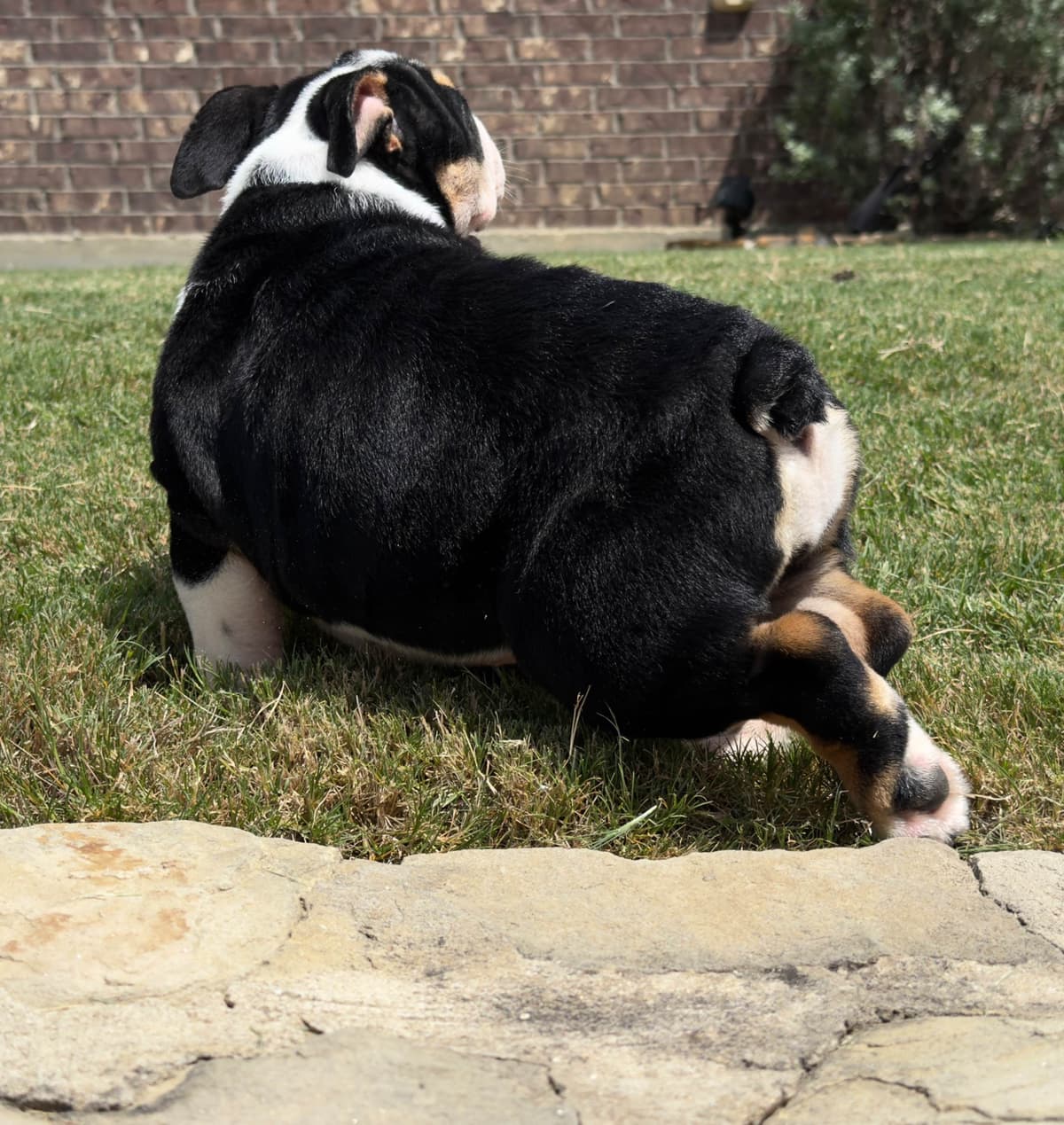AKC Bulldog Puppies breeder image 12