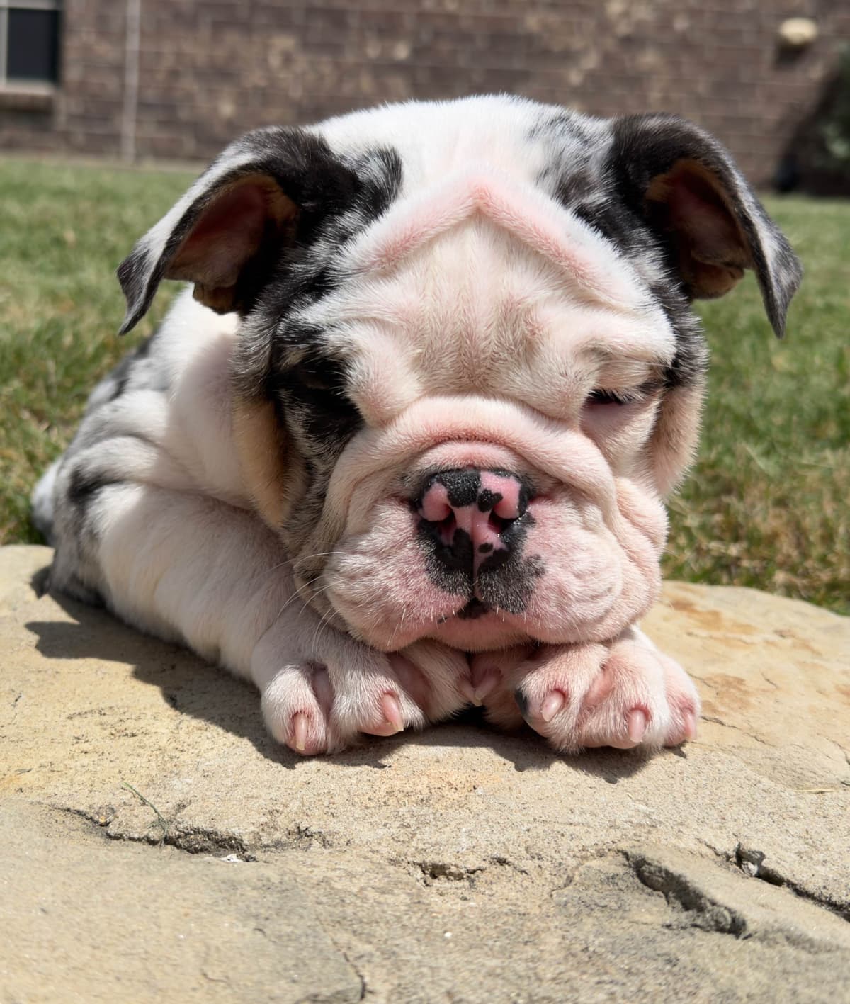 AKC Bulldog Puppies breeder image 13