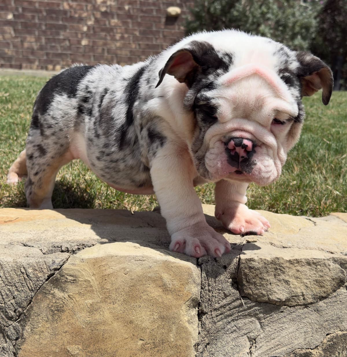 AKC Bulldog Puppies breeder image 15