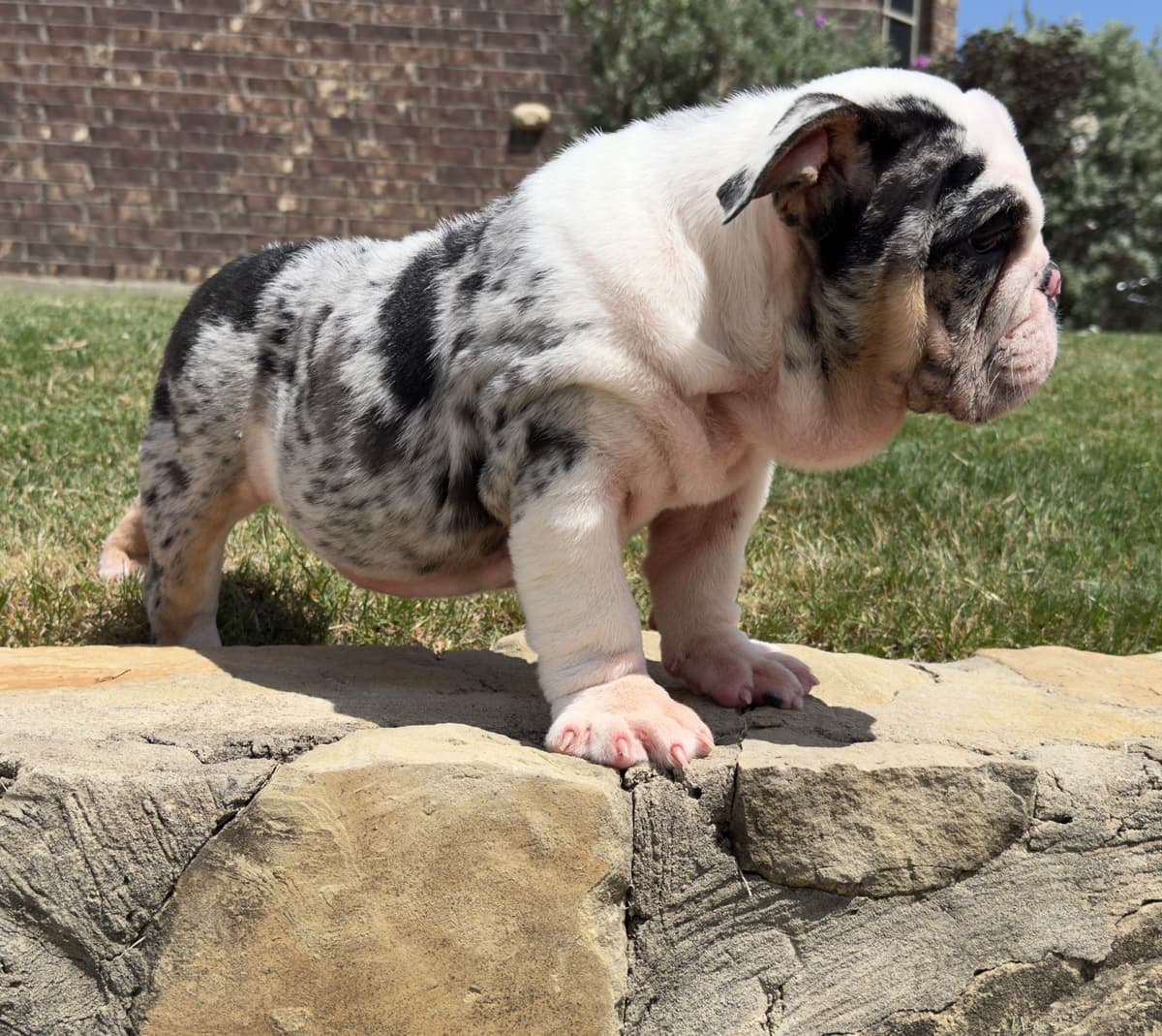 AKC Bulldog Puppies breeder image 14