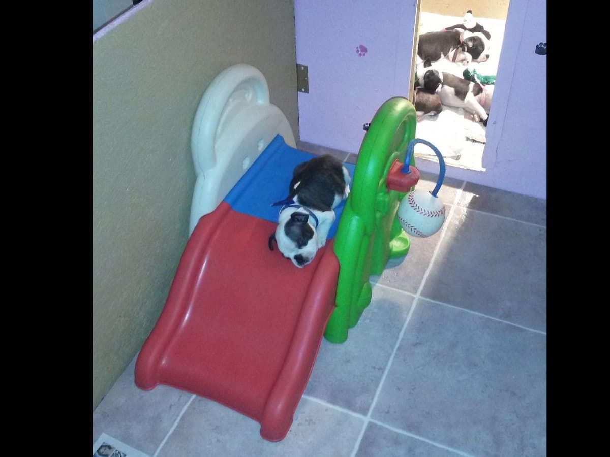 Boston Terrier Puppies breeder image 22