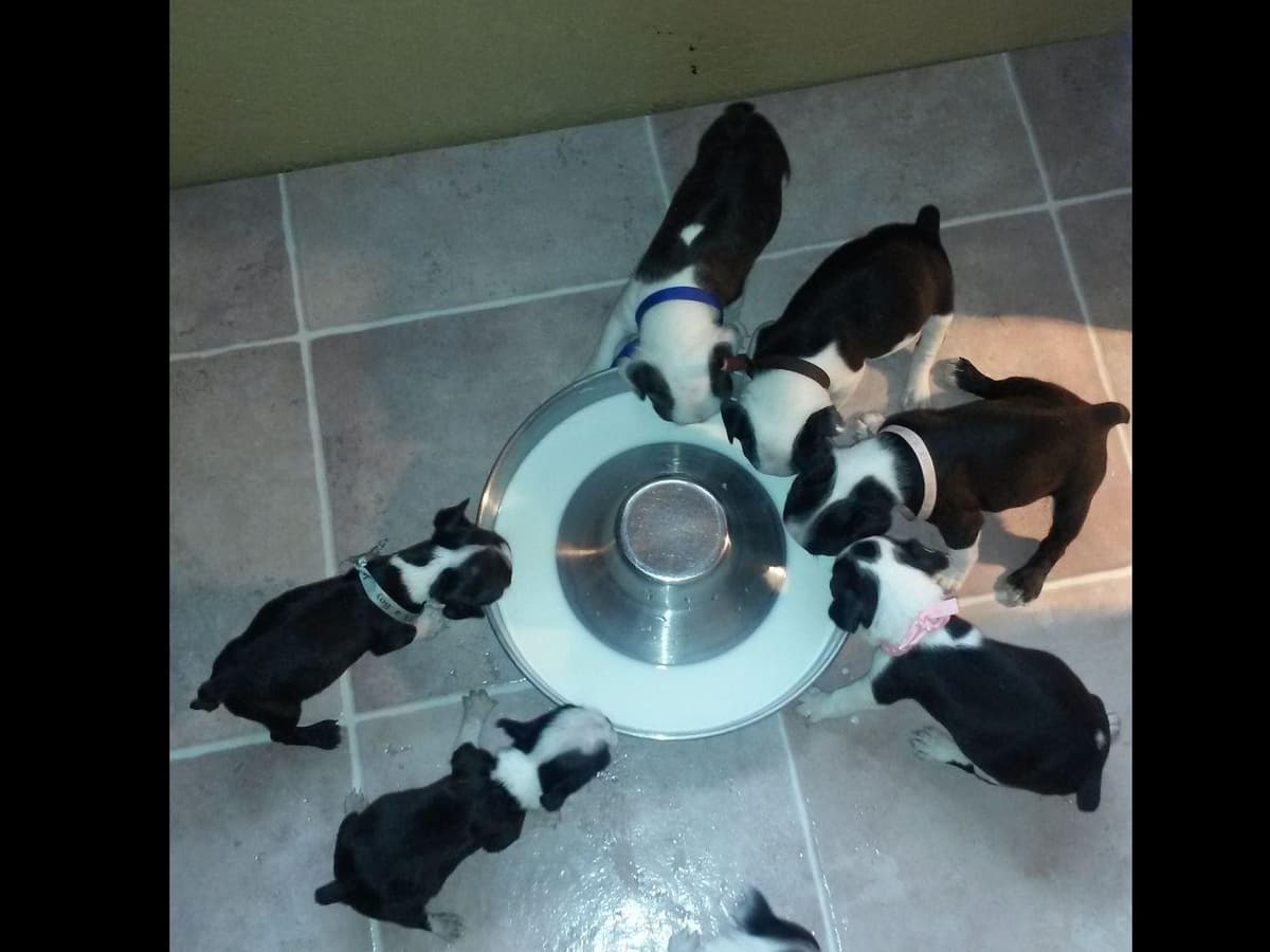 Boston Terrier Puppies breeder image 4