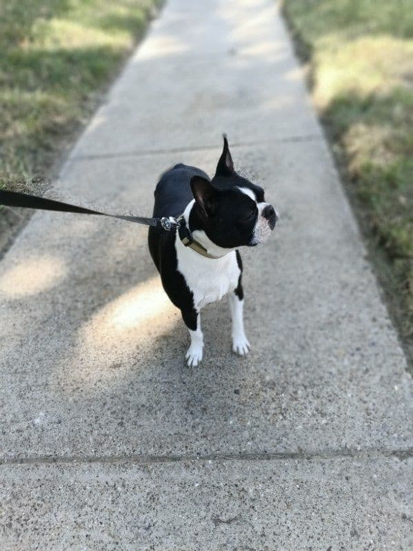 Boston Terrier Puppies breeder image 16