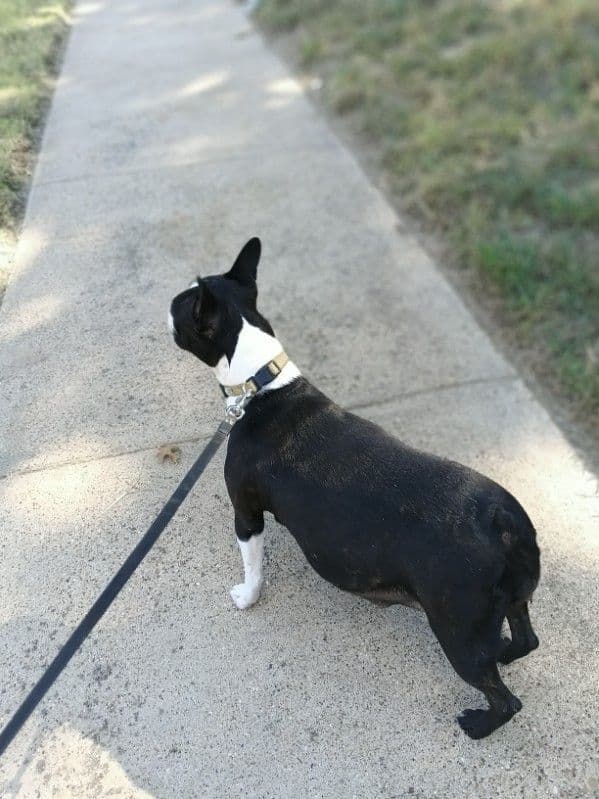 Boston Terrier Puppies breeder image 18