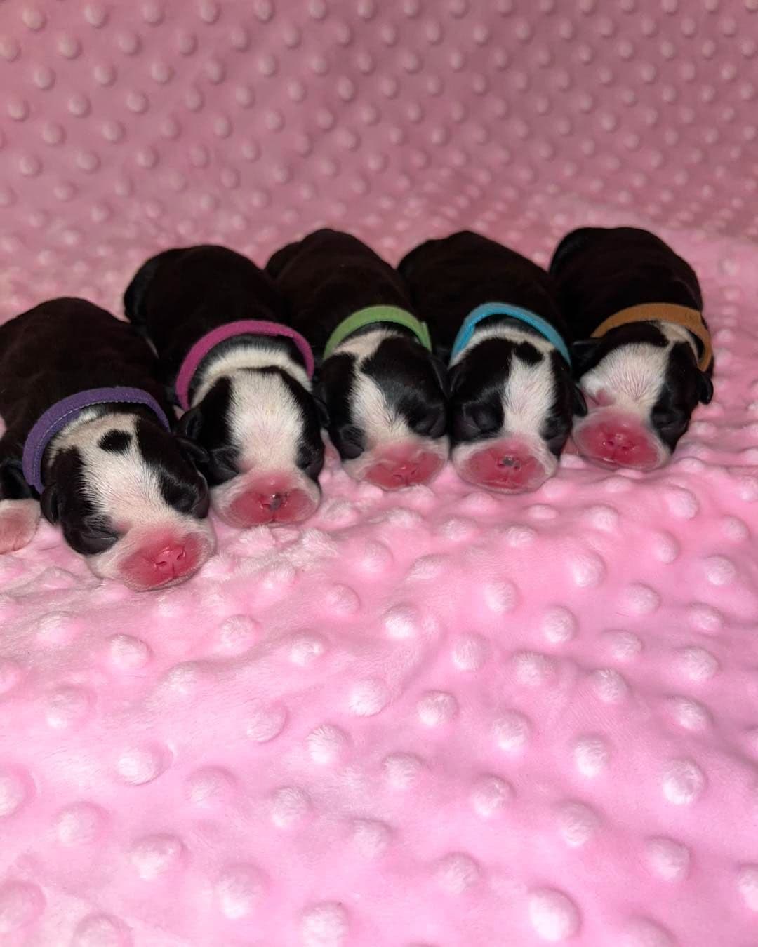 Boston Terrier Puppies breeder image 3