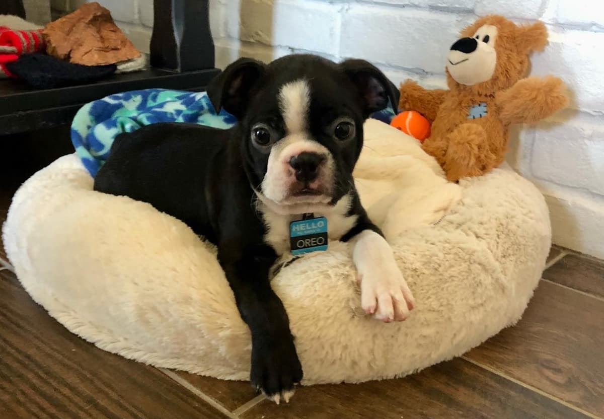 Boston Terrier Puppies breeder image 6