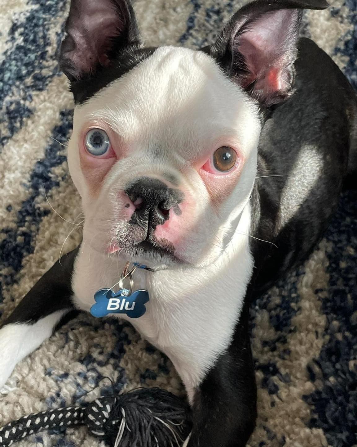 Boston Terrier Puppies breeder image 8