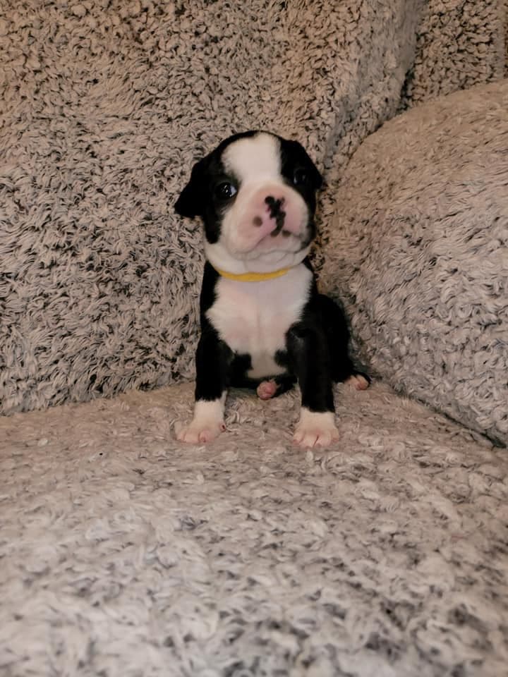 Boston Terrier Puppies breeder image 9