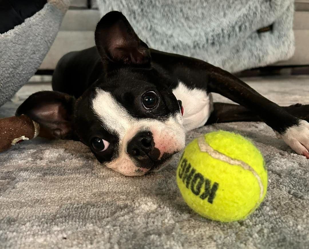 Boston Terrier Puppies breeder image 11
