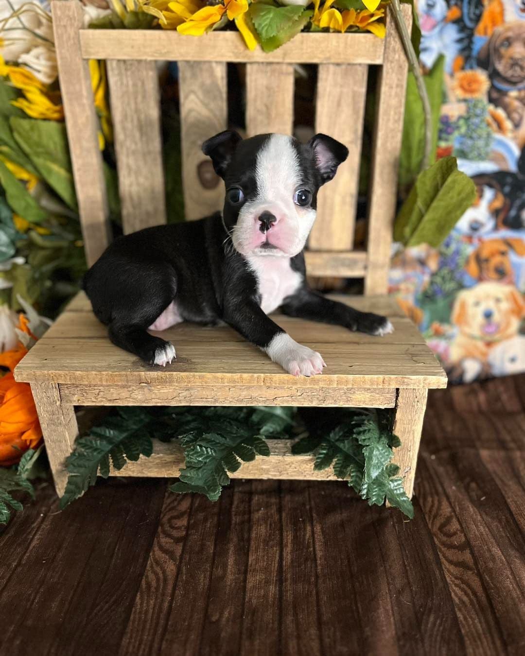 Boston Terrier Puppies breeder image 10