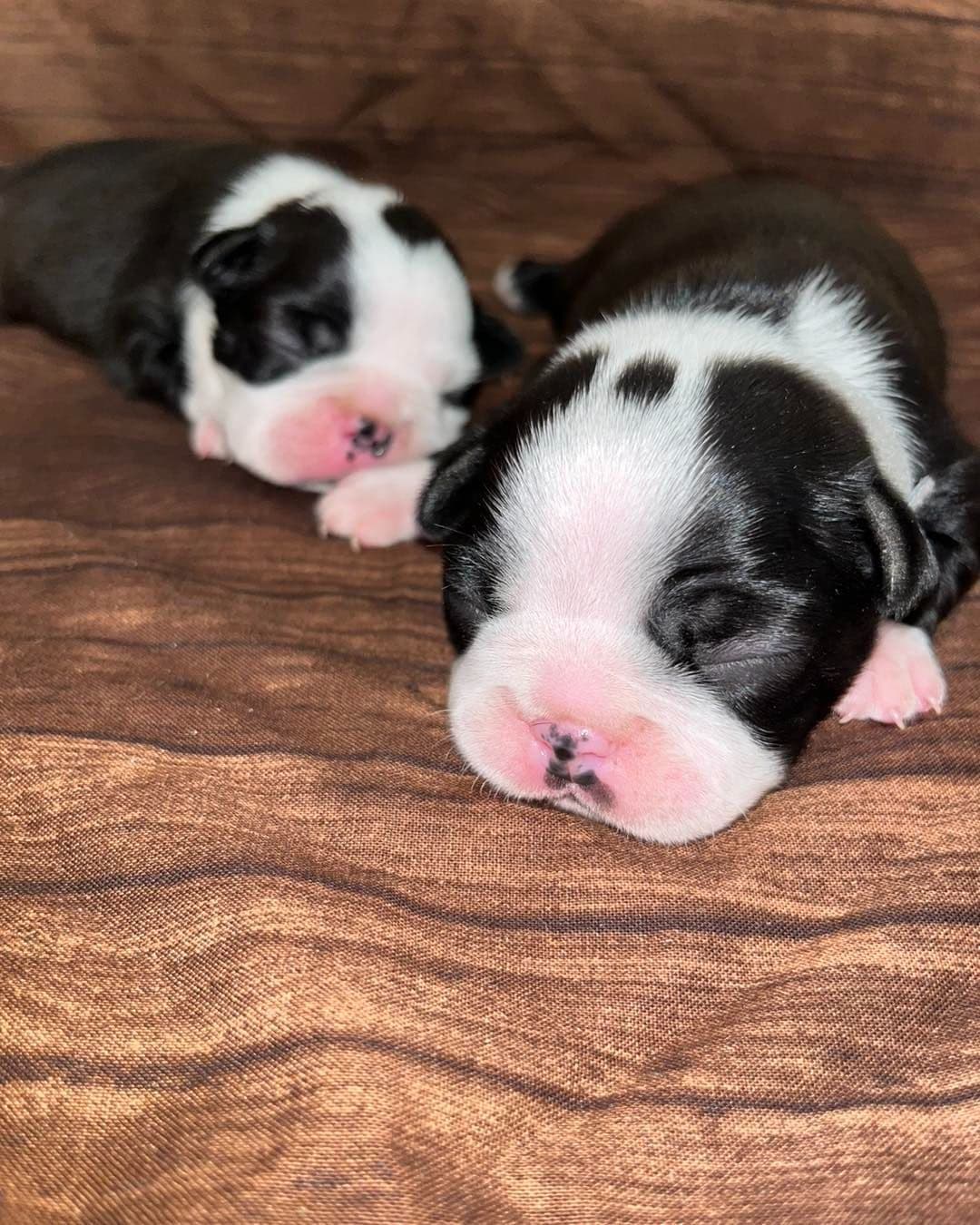 Boston Terrier Puppies breeder image 13