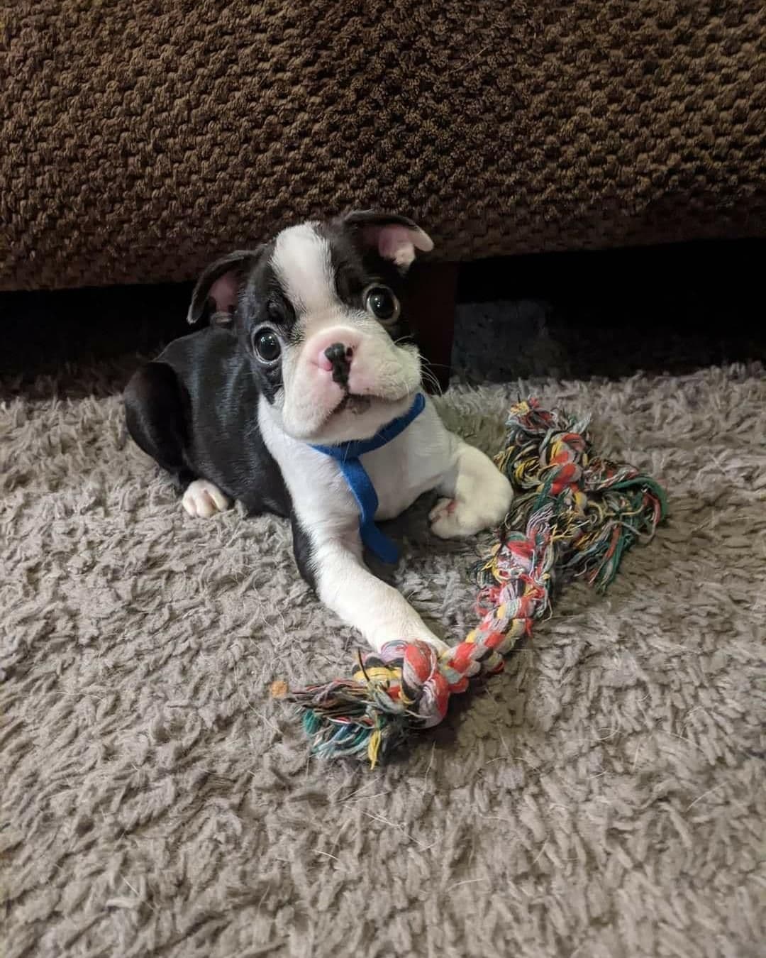 Boston Terrier Puppies breeder image 12