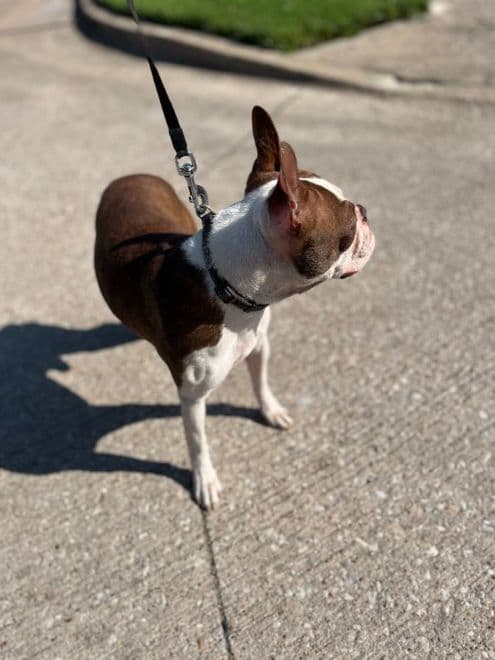 Boston Terrier Puppies breeder image 19
