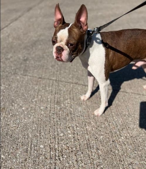 Boston Terrier Puppies breeder image 20