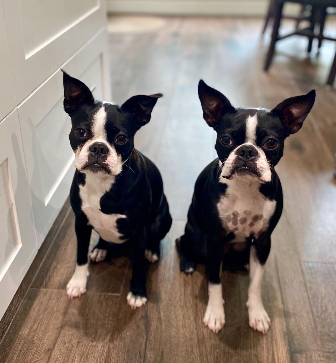 Boston Terrier Puppies breeder image 14
