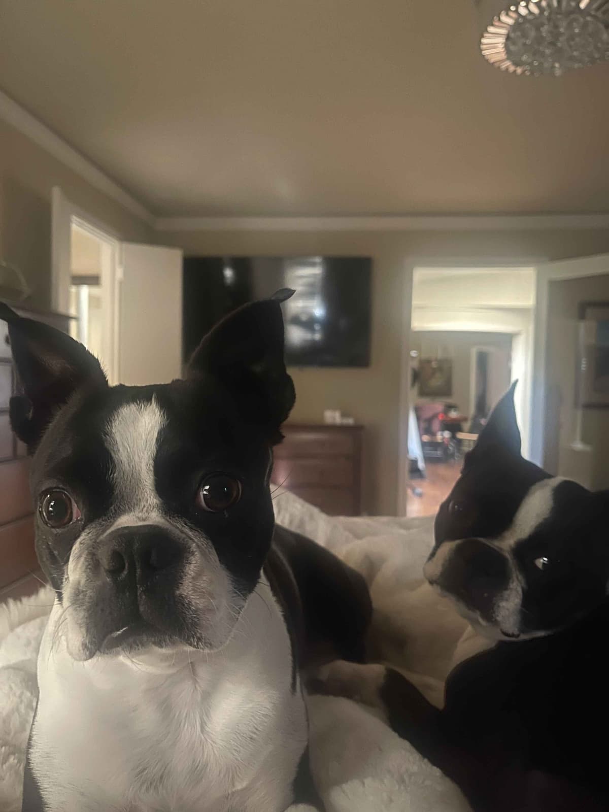 Boston Terrier Puppies breeder image 15