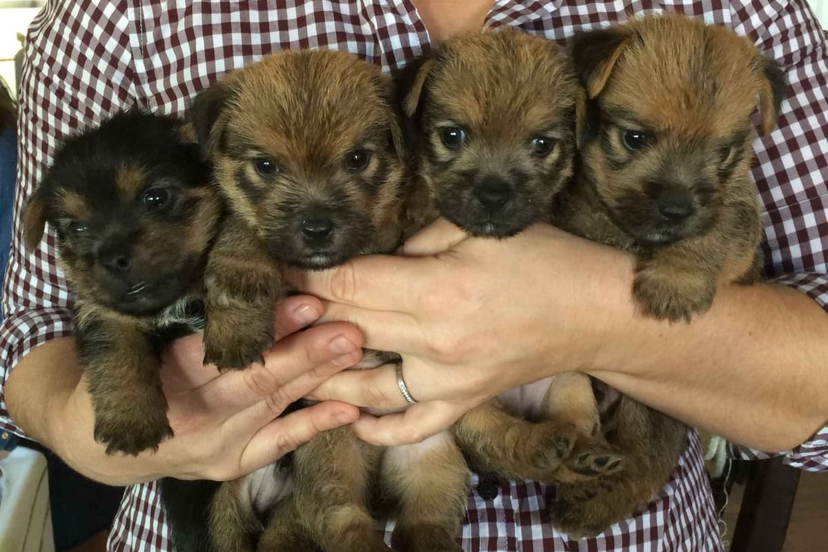 Norwich Terrier Puppies breeder image 3