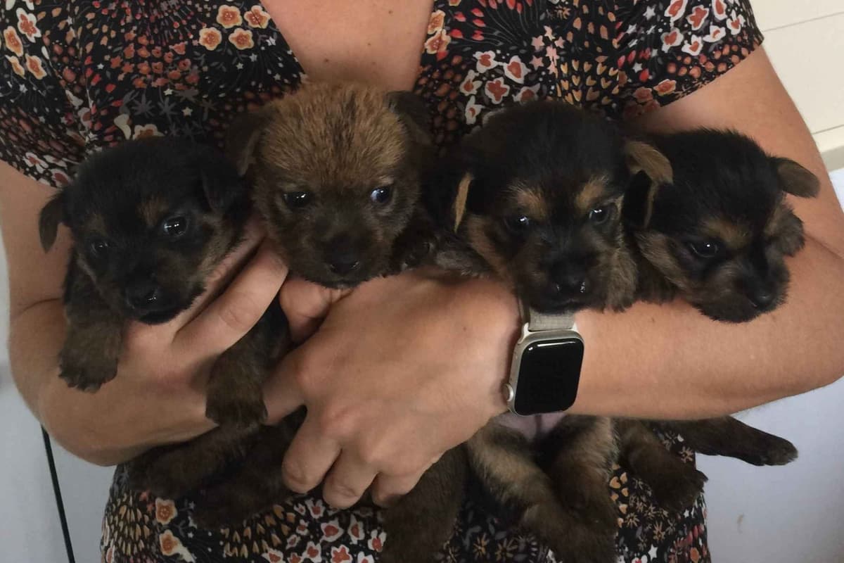 Norwich Terrier Puppies breeder image 6