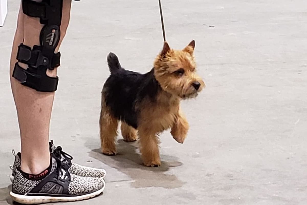 Norwich Terrier Puppies breeder image 7
