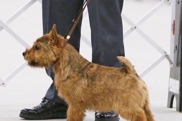 Norwich Terrier Puppies breeder image 9