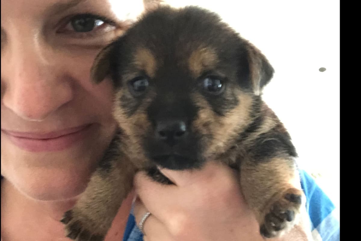 Norwich Terrier Puppies breeder image 10
