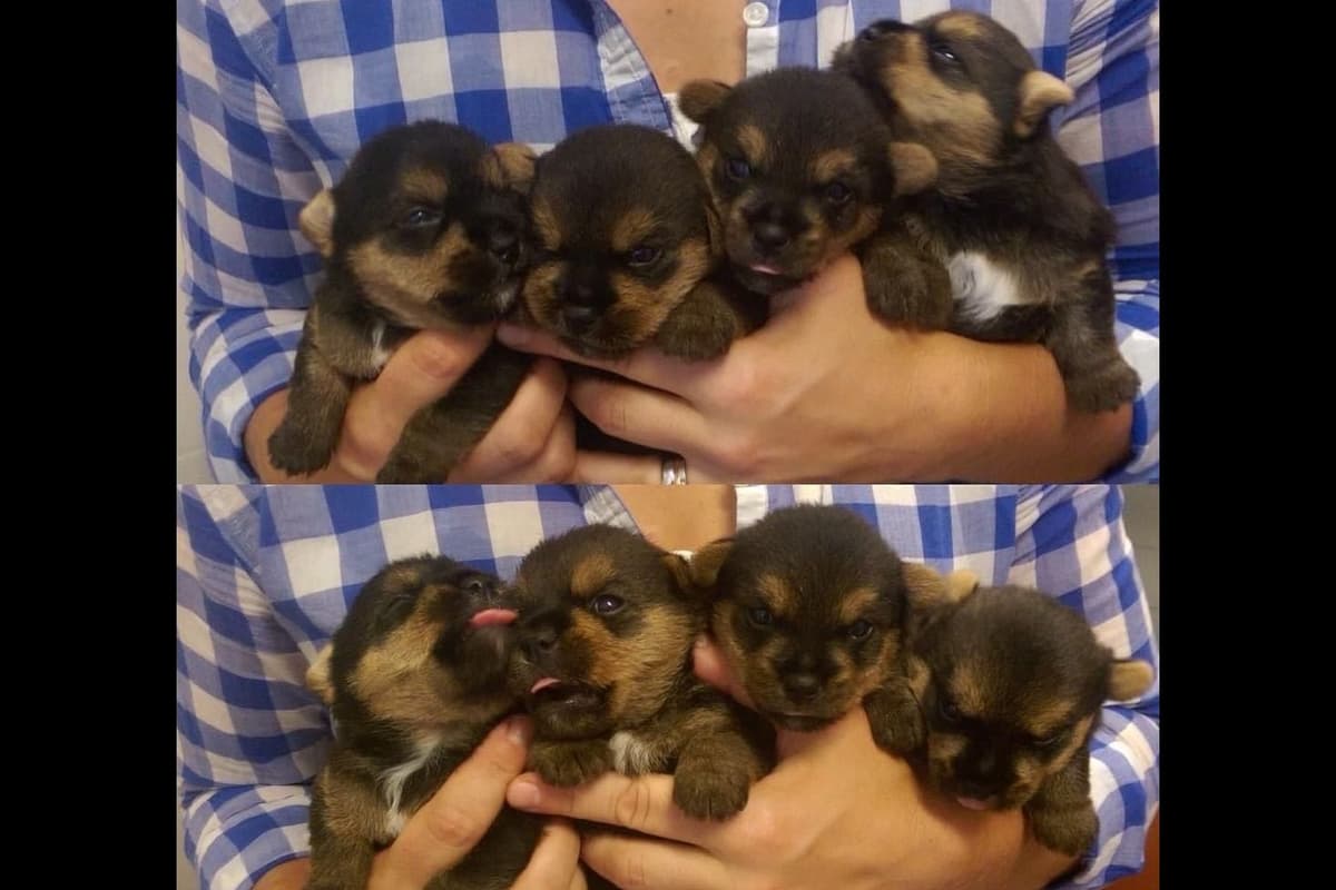 Norwich Terrier Puppies breeder image 11