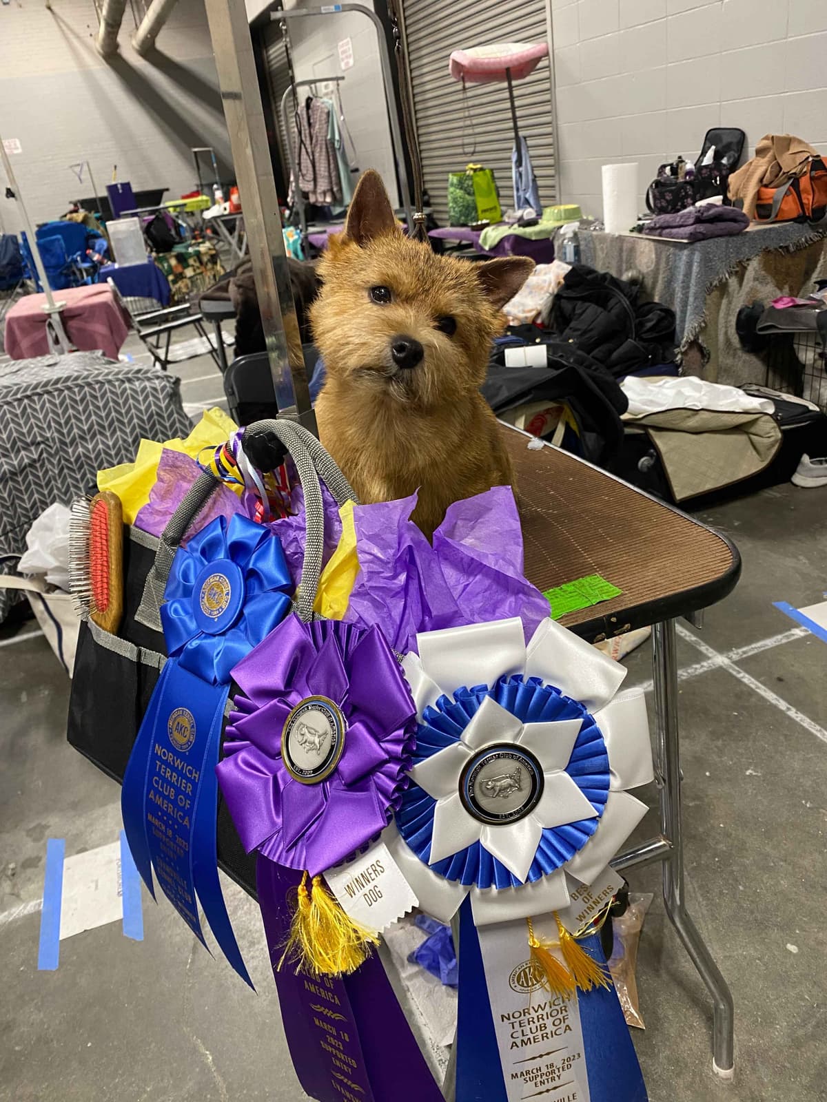 Norwich Terrier Puppies breeder image 2