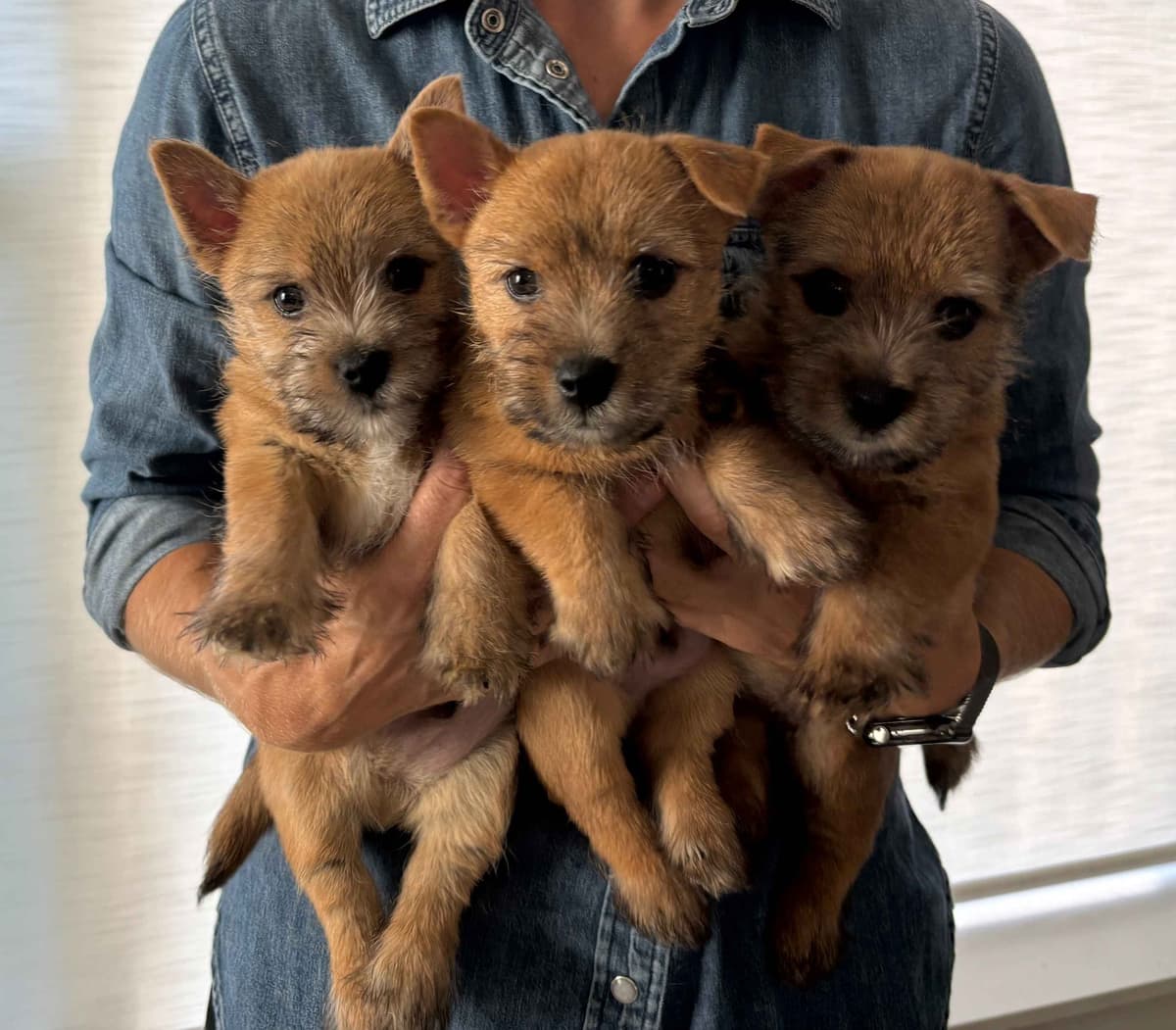 Norwich Terrier Puppies breeder image 1