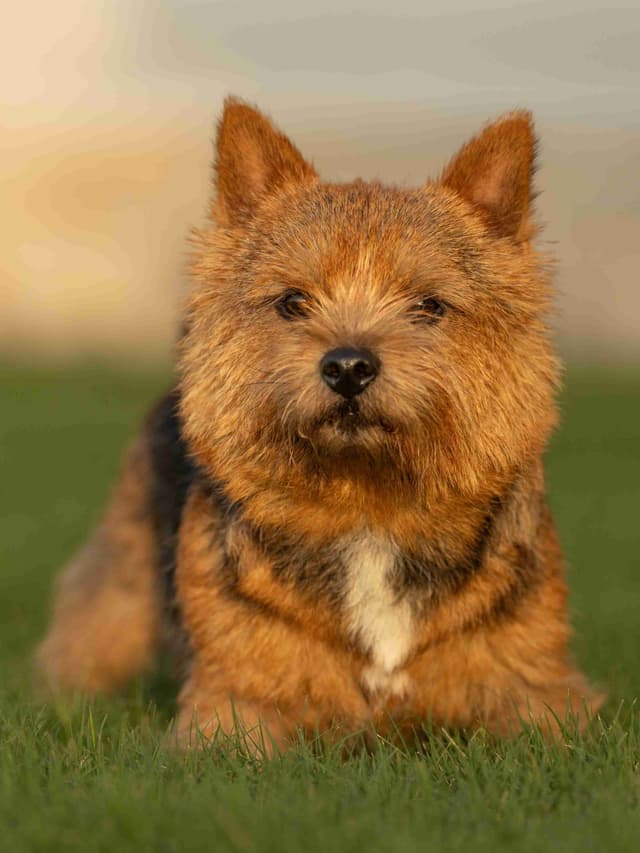 Norwich Terrier Puppies media 2