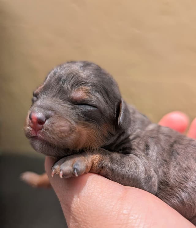100% Genetically Cleared Toy Poodle Female media 4